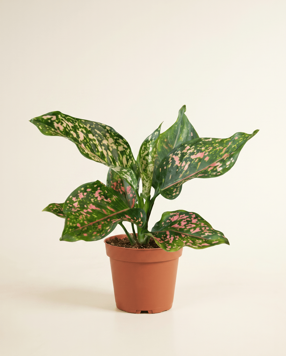 Aglaonema Kolbenfaden Pink Leopard