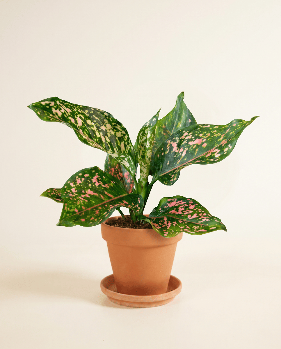 Aglaonema Kolbenfaden Pink Leopard
