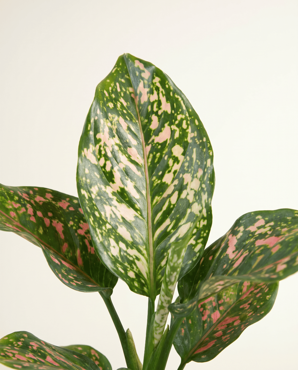 Aglaonema Kolbenfaden Pink Leopard