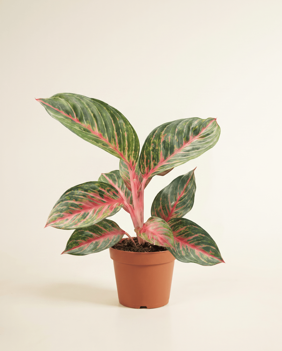 Aglaonema Kolbenfaden Olive Red