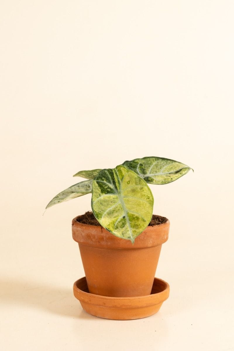 Alocasia Pfeilblätter Ninja Tricolor