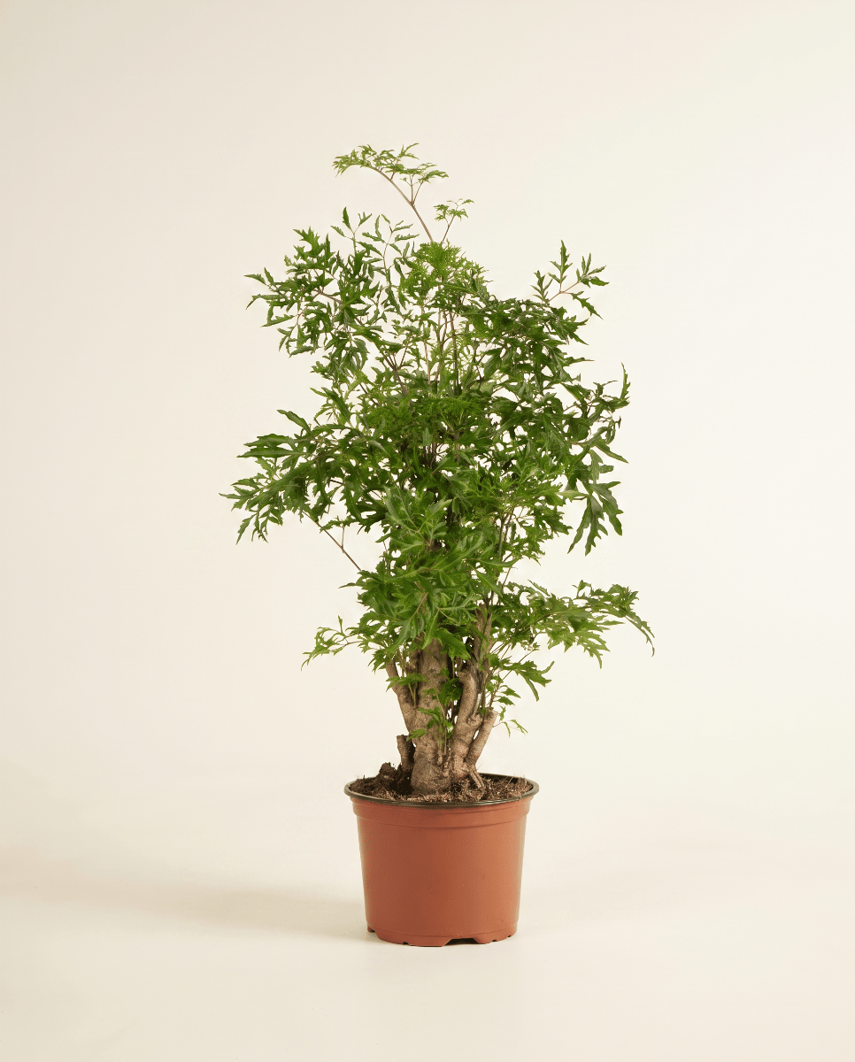 Polyscias Ming aralia Ming