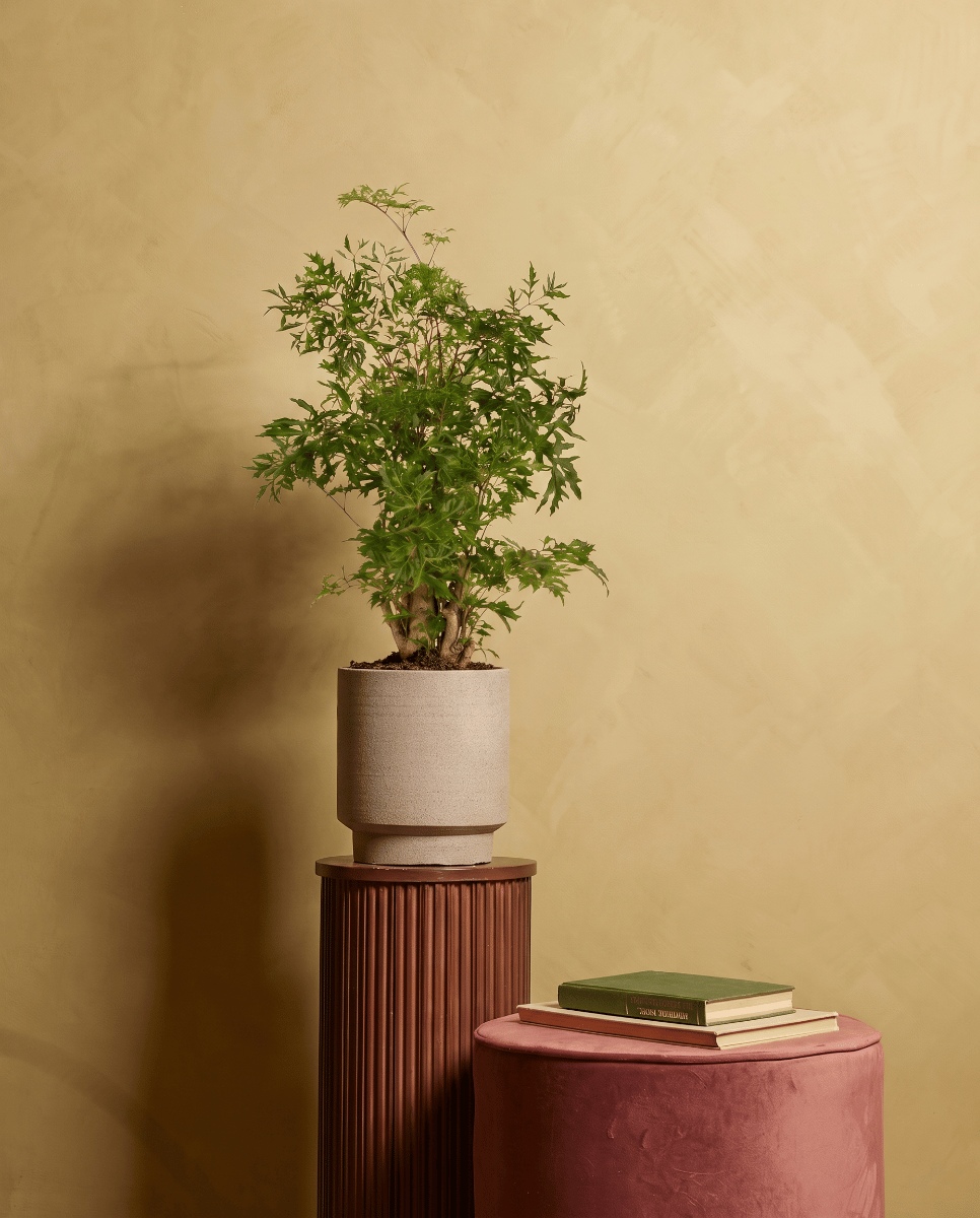 Polyscias Ming aralia Ming