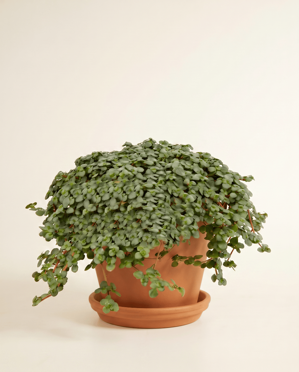 Pilea Pfannkuchenpflanze Glaucophylla Greyzy