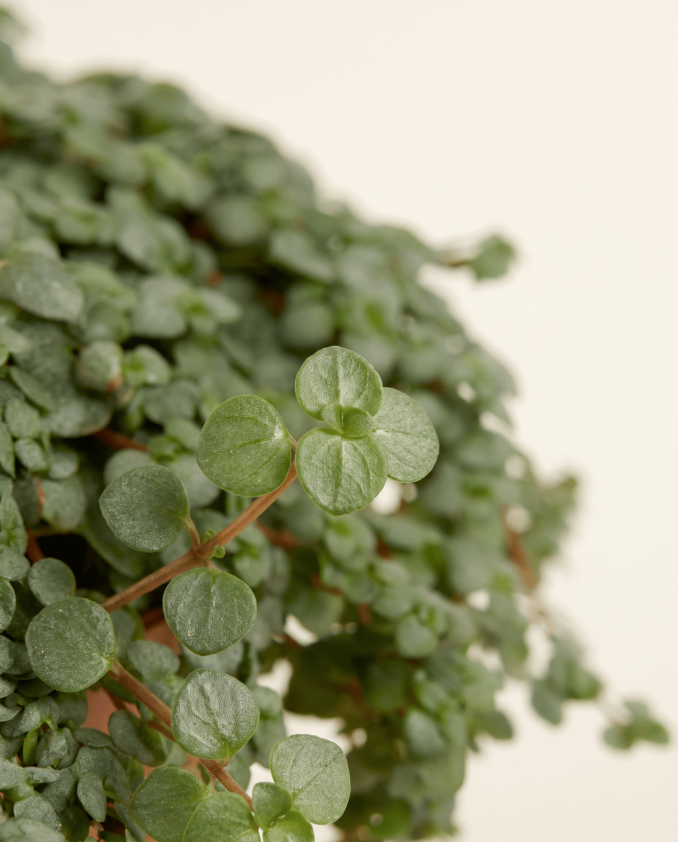 Pilea Pfannkuchenpflanze Glaucophylla Greyzy