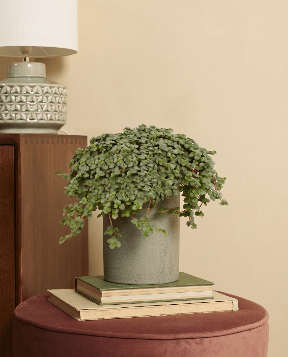 Pilea Pfannkuchenpflanze Glaucophylla Greyzy