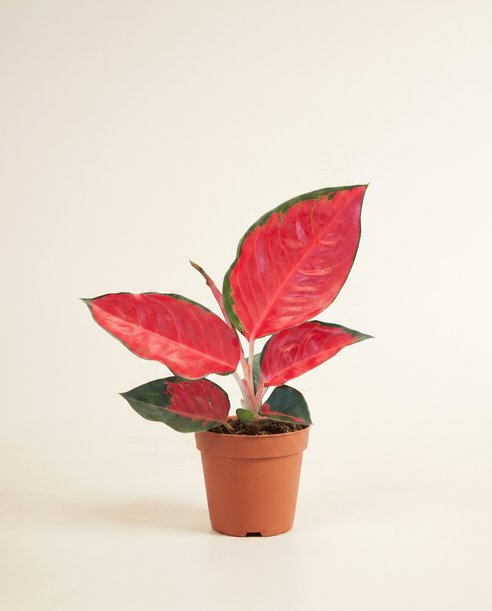 Aglaonema Kolbenfaden Chili Red