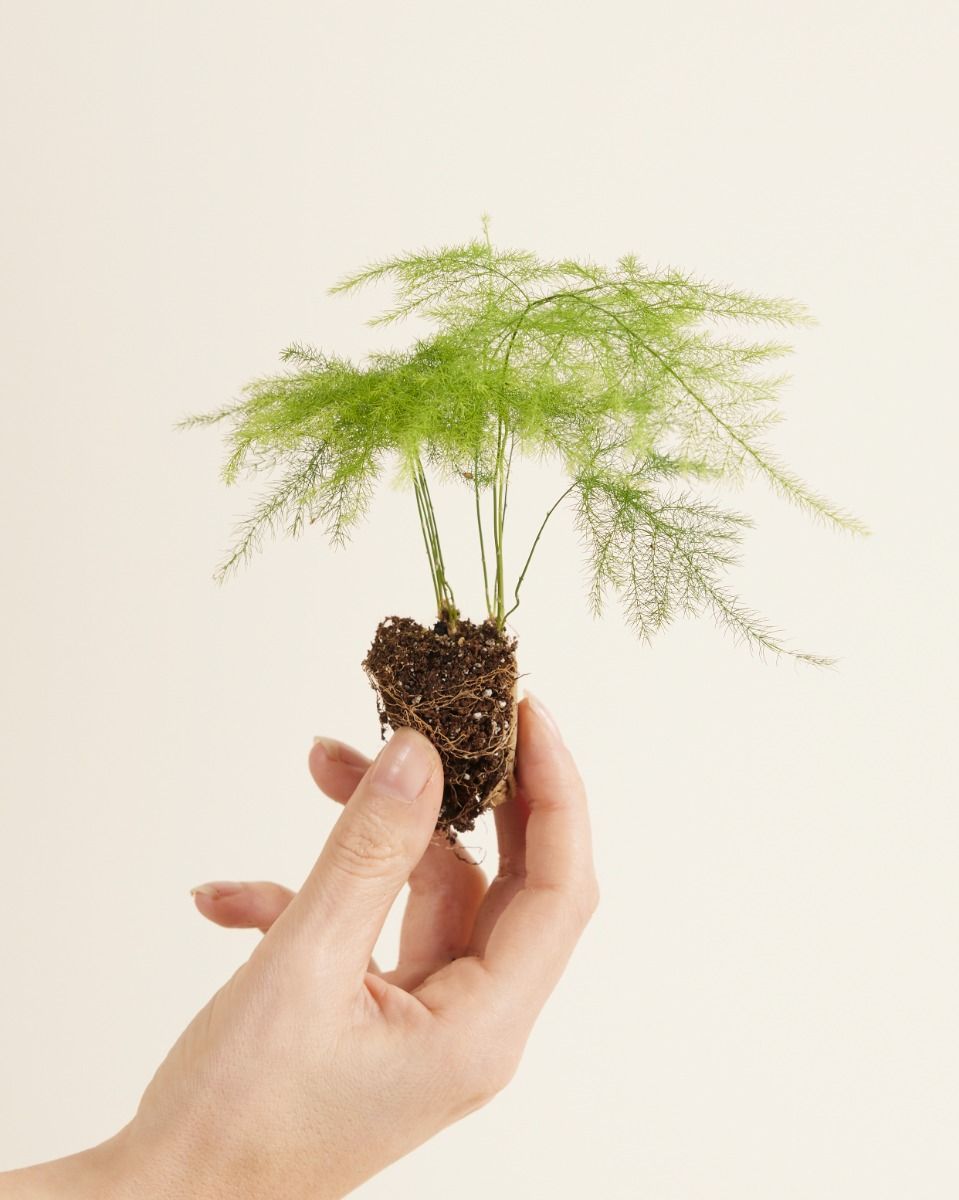 Baby Asparagus Zier-Spargel Fern
