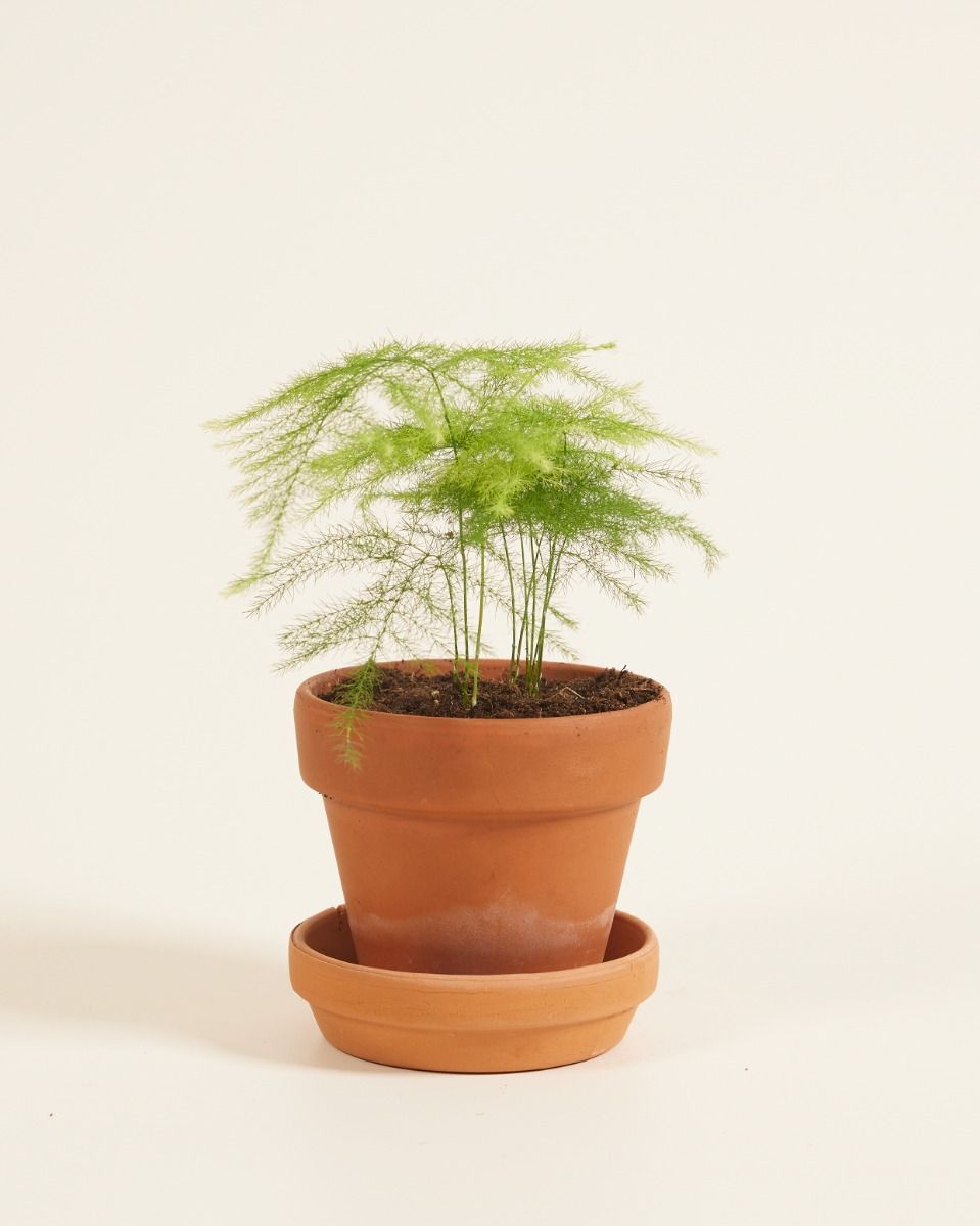 Baby Asparagus Zier-Spargel Fern