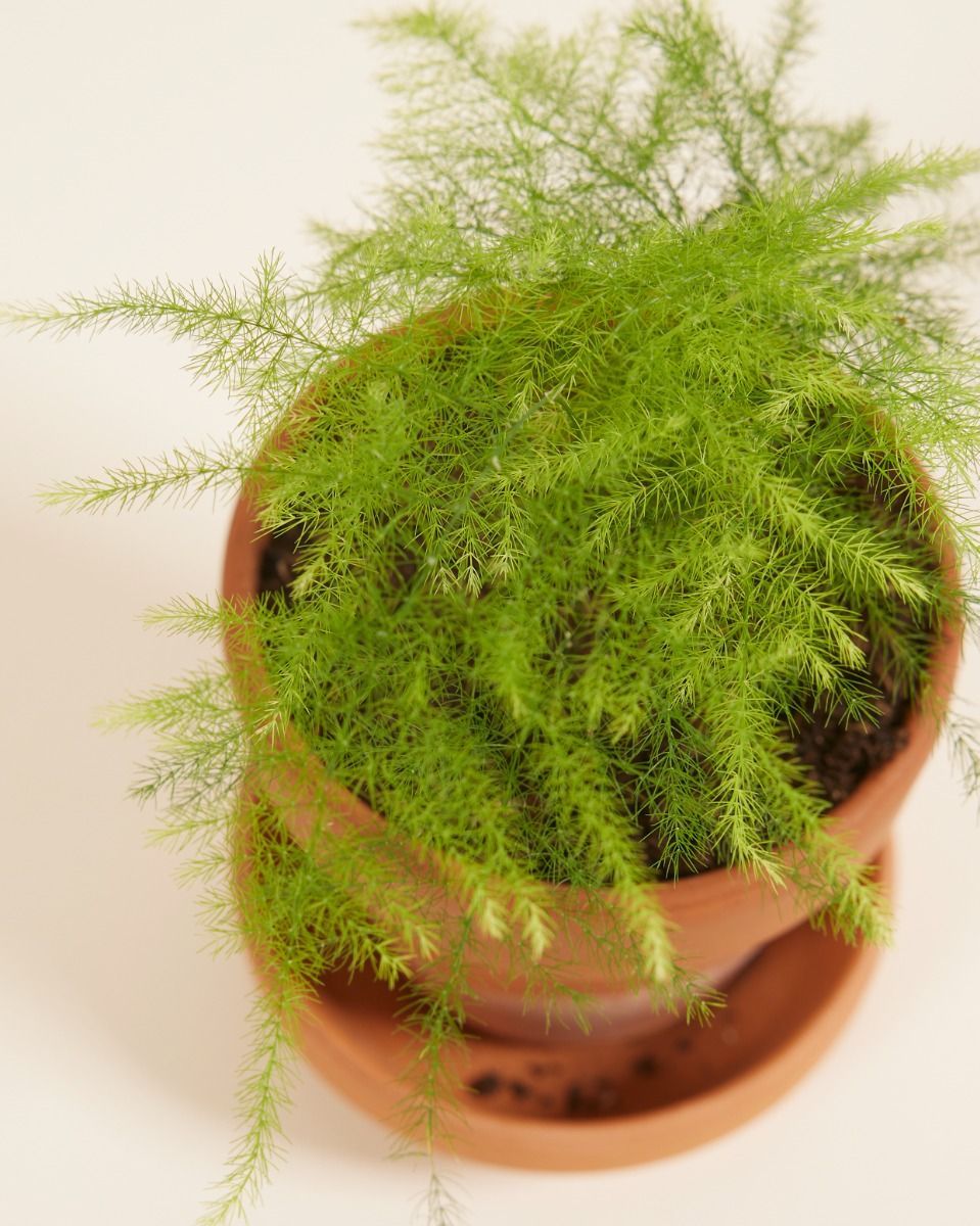Baby Asparagus Zier-Spargel Fern