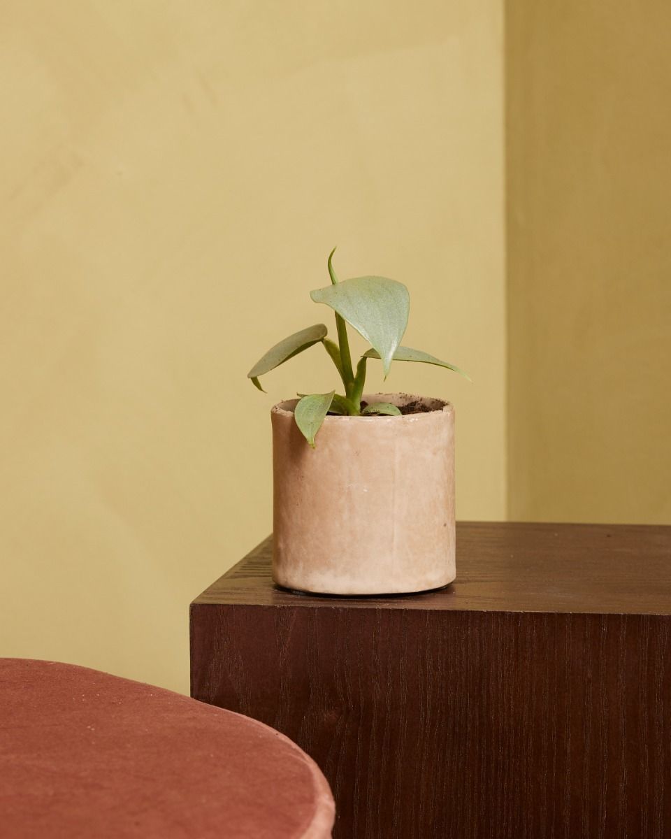 Baby Philodendron Baumfreund Hastatum Silver Sword