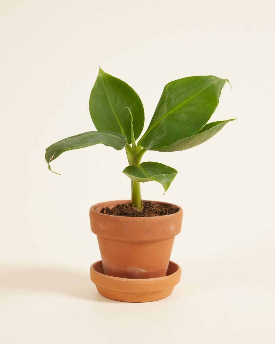 Baby Musa Dwarf Cavendish Bananenpflanze  Bananenpflanze