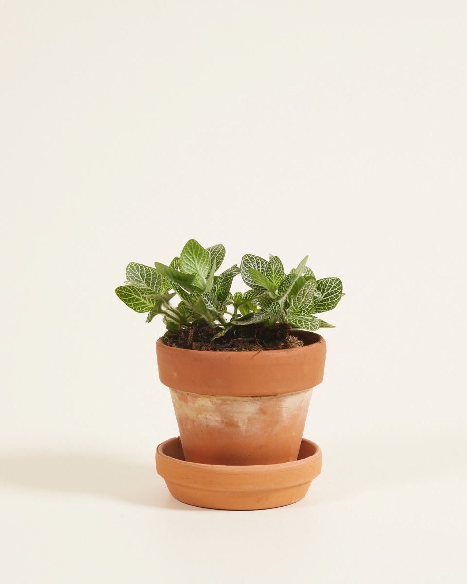 Baby Fittonia Nerve plant Verschaffeltii