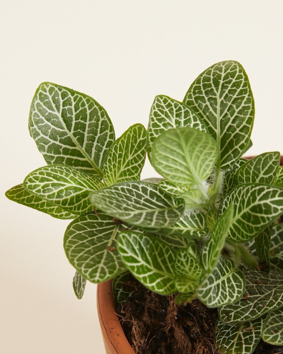 Baby Fittonia Nerve plant Verschaffeltii