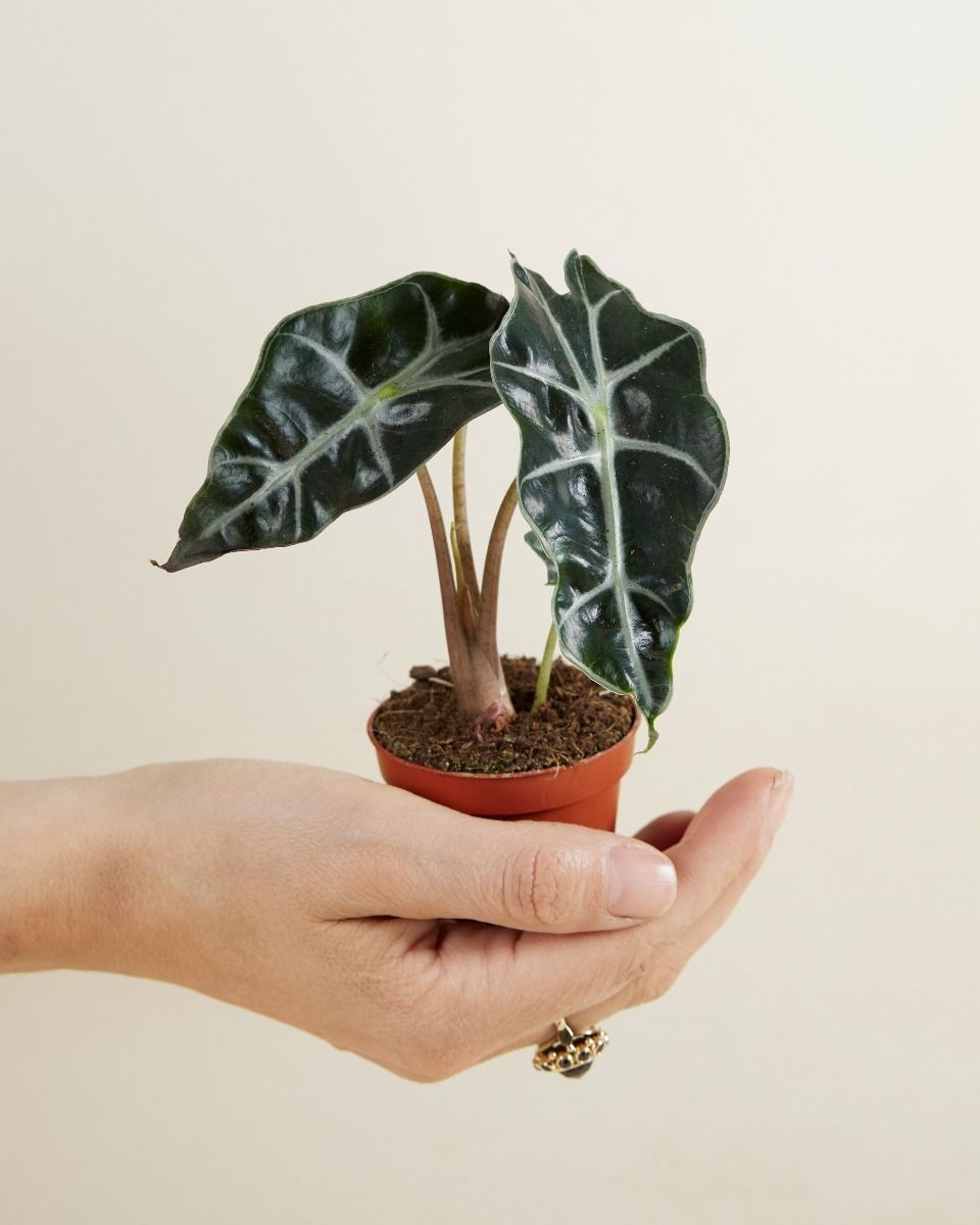Baby Alocasia Elefantenohr Polly