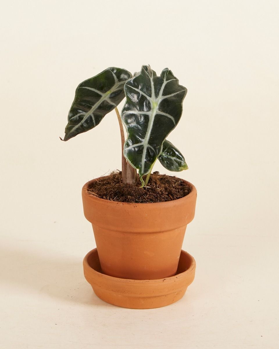 Baby Alocasia Elefantenohr Polly