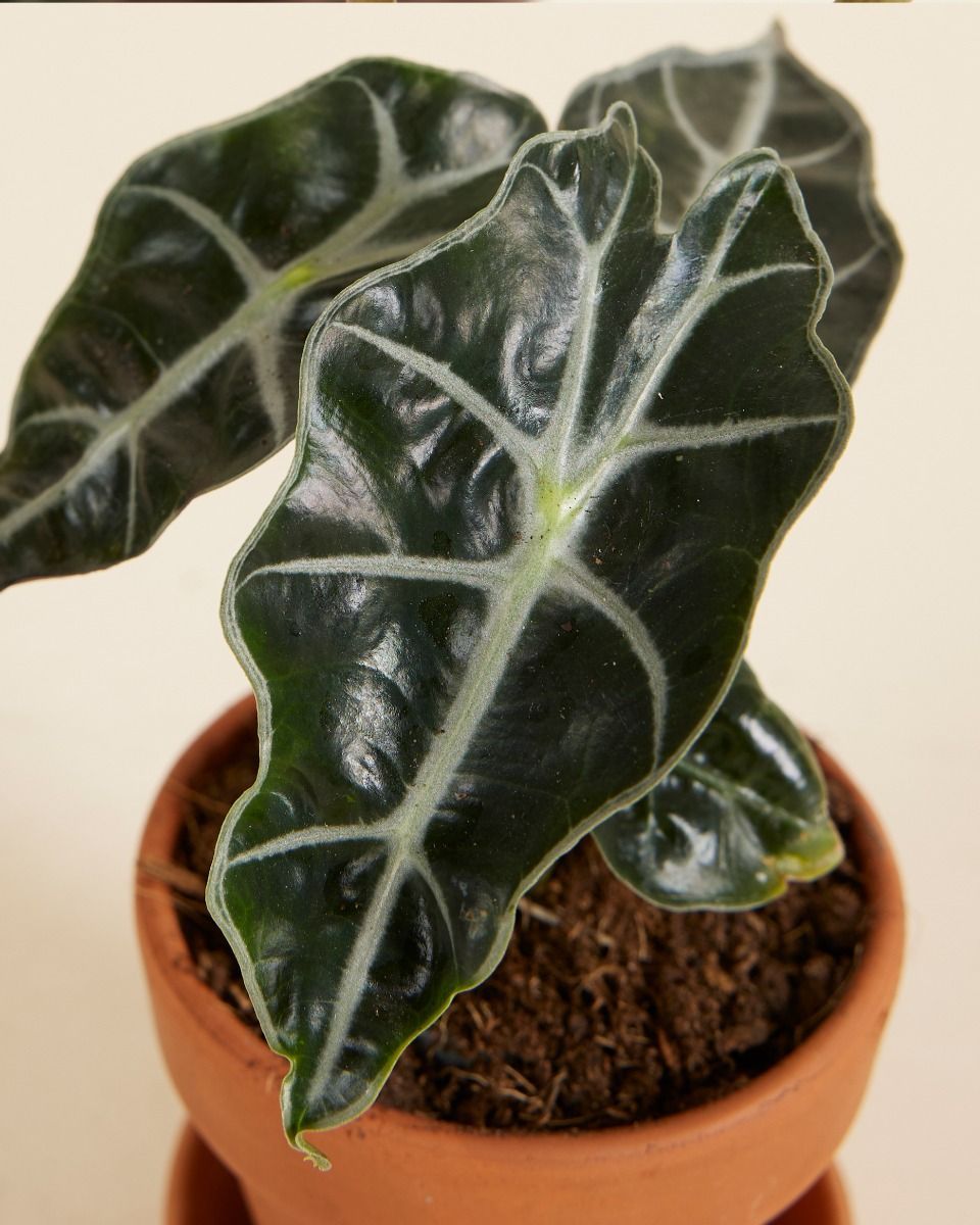 Baby Alocasia Elefantenohr Polly