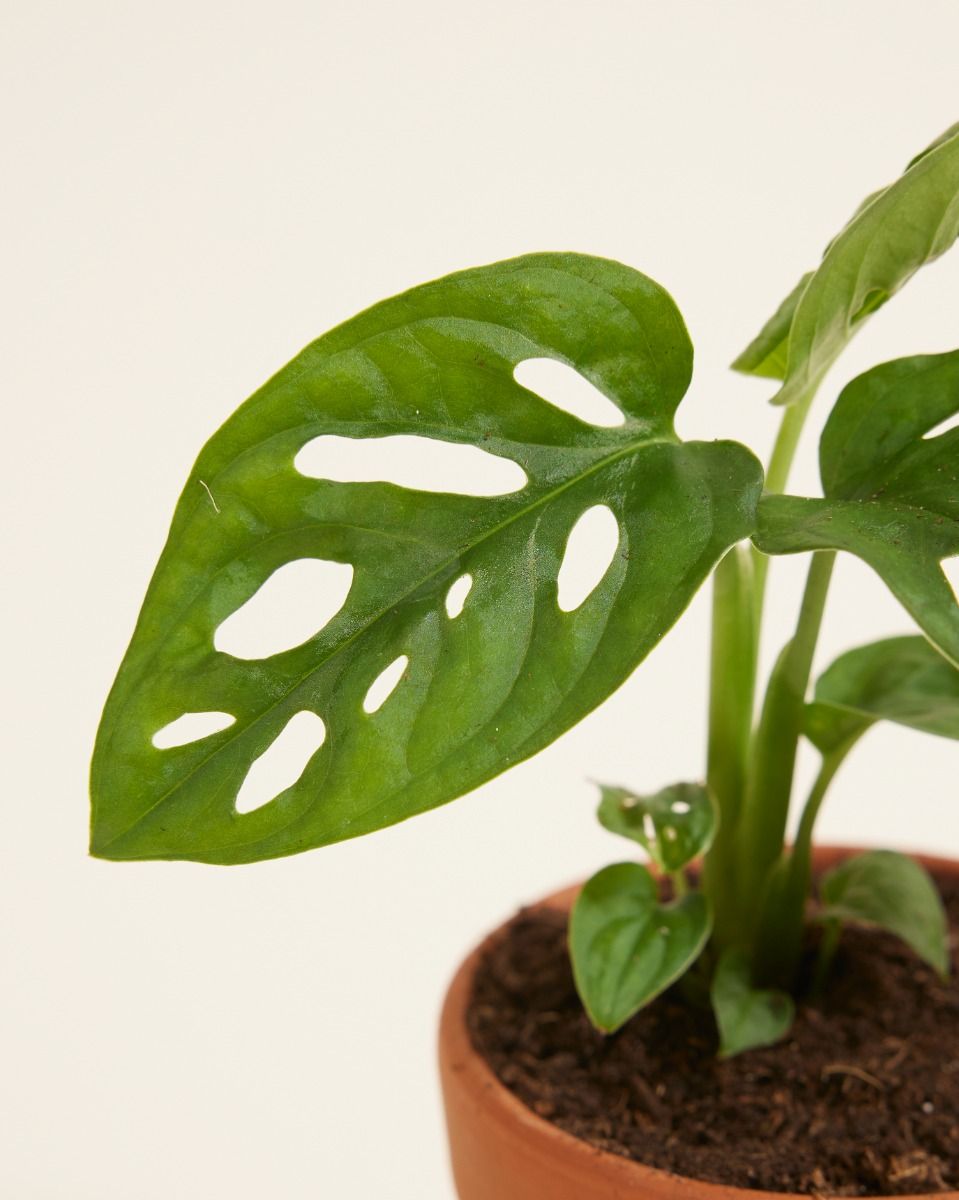 Baby Monstera Adansonii Fensterblatt Monkey Mask