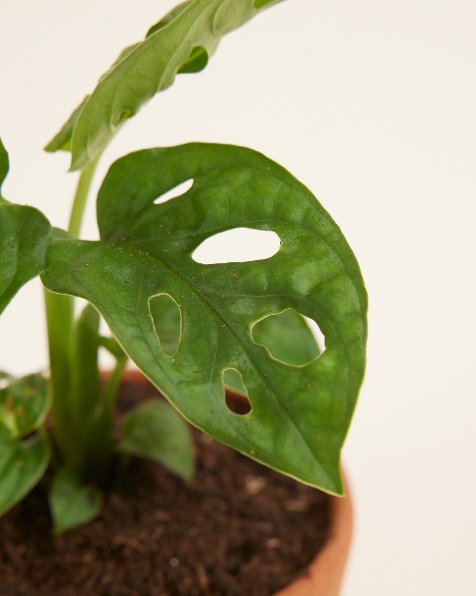 Baby Monstera Adansonii Fensterblatt Monkey Mask