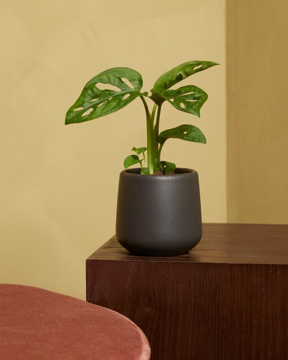 Baby Monstera Adansonii Fensterblatt Monkey Mask