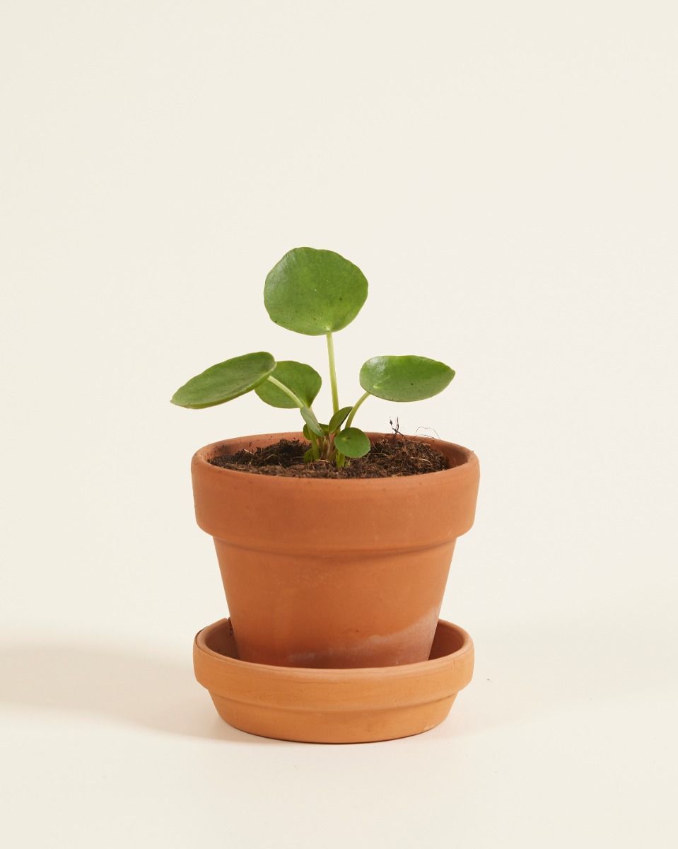 Baby Pilea Peperomioides Ufopflanze Pfannkuchenpflanze