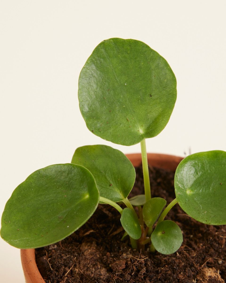 Baby Pilea Peperomioides Ufopflanze Pfannkuchenpflanze