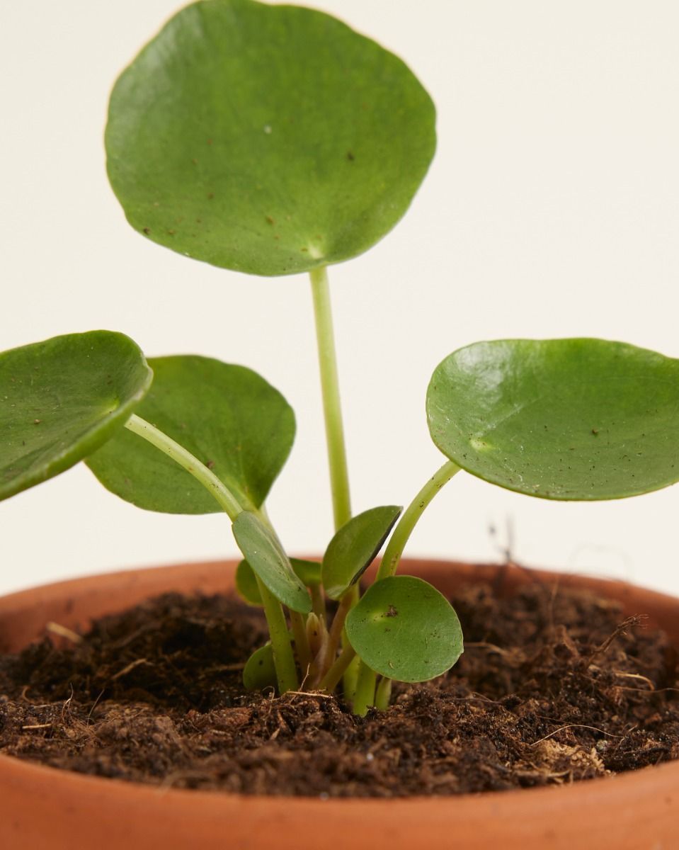 Baby Pilea Peperomioides Ufopflanze Pfannkuchenpflanze
