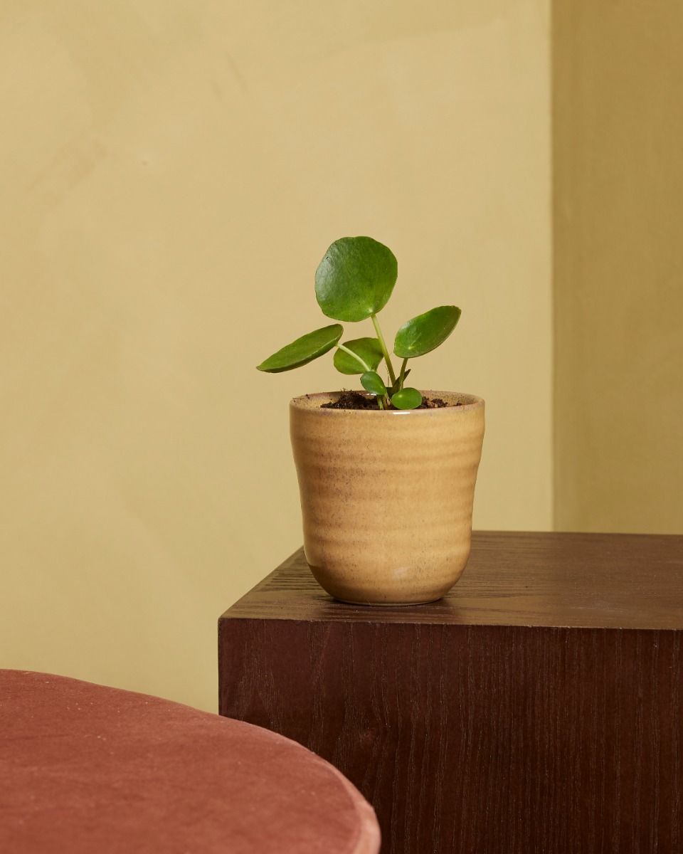 Baby Pilea Peperomioides Ufopflanze Pfannkuchenpflanze