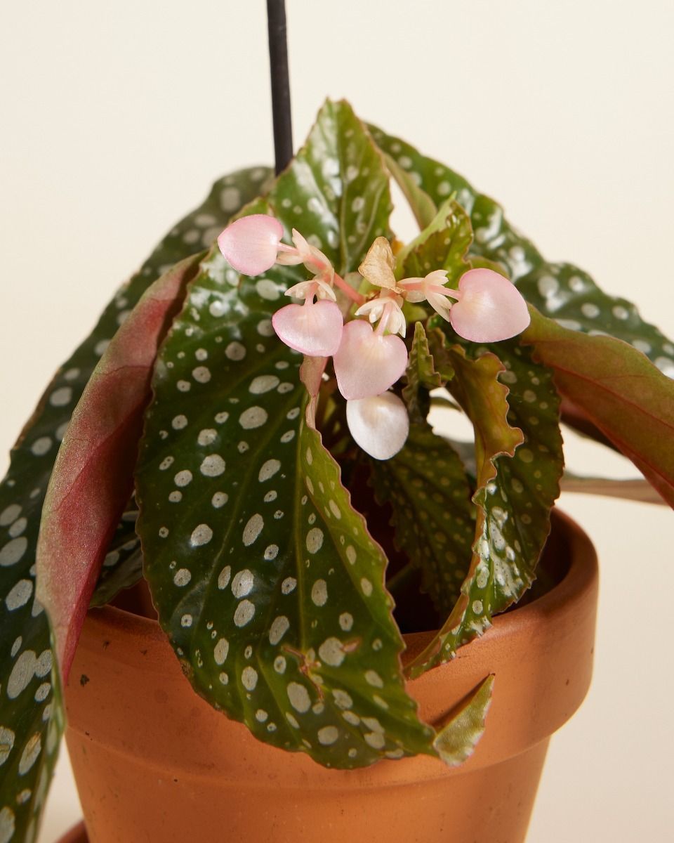 Baby Begonia Polka Dot Maculata