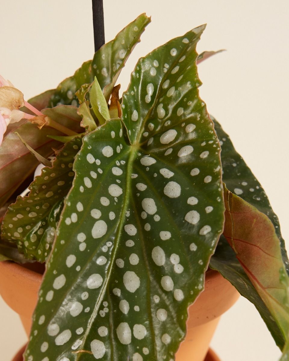 Baby Begonia Polka Dot Maculata