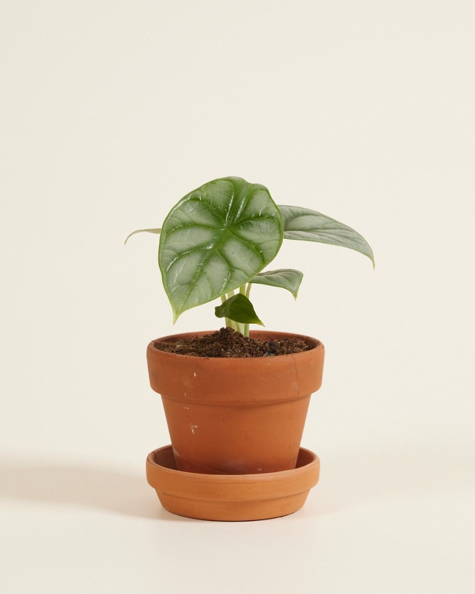 Baby Alocasia Elefantenohr Baginda Silver Dragon