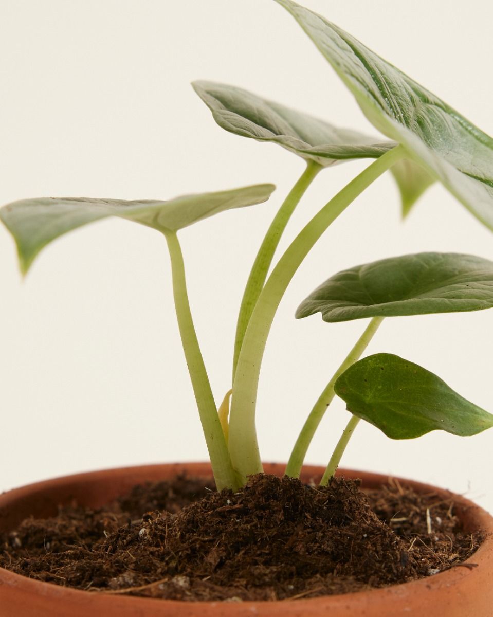 Baby Alocasia Elefantenohr Baginda Silver Dragon