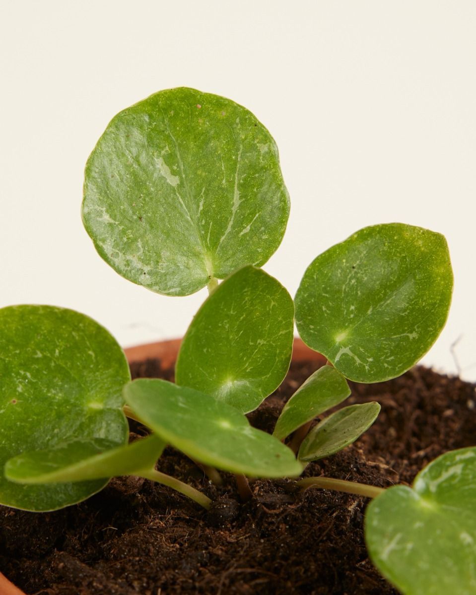 Baby Pilea Peperomioides Ufopflanze Sugar®