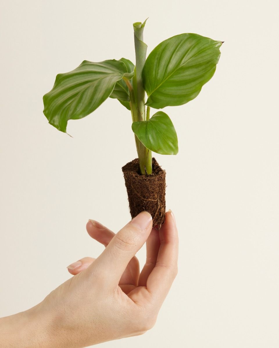 Baby Calathea Pfeilwurze Orbifolia