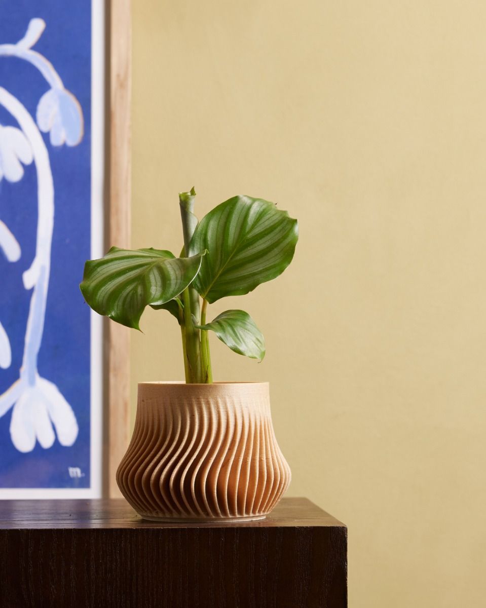 Baby Calathea Pfeilwurze Orbifolia