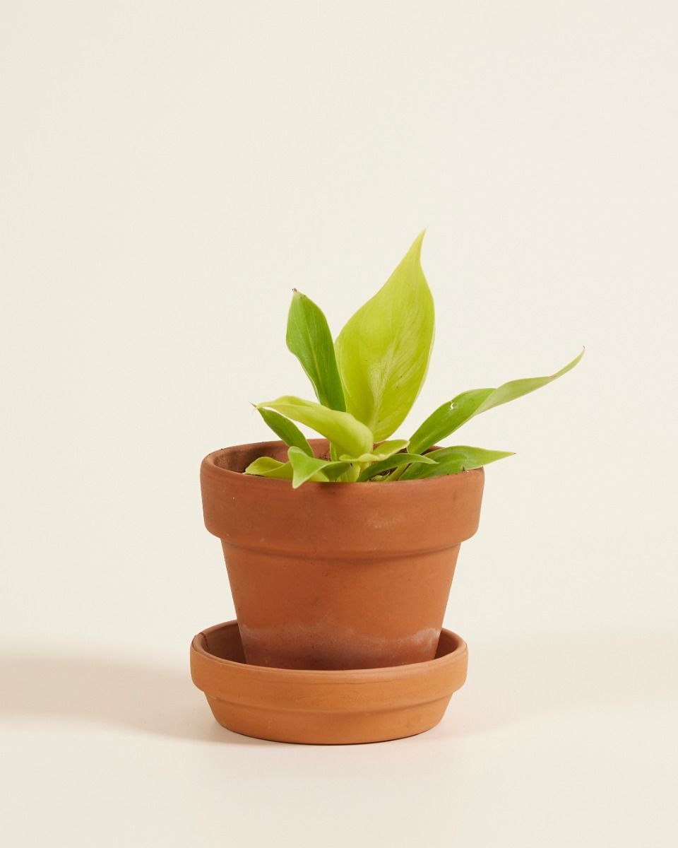 Baby Philodendron Baumfreund Moonlight