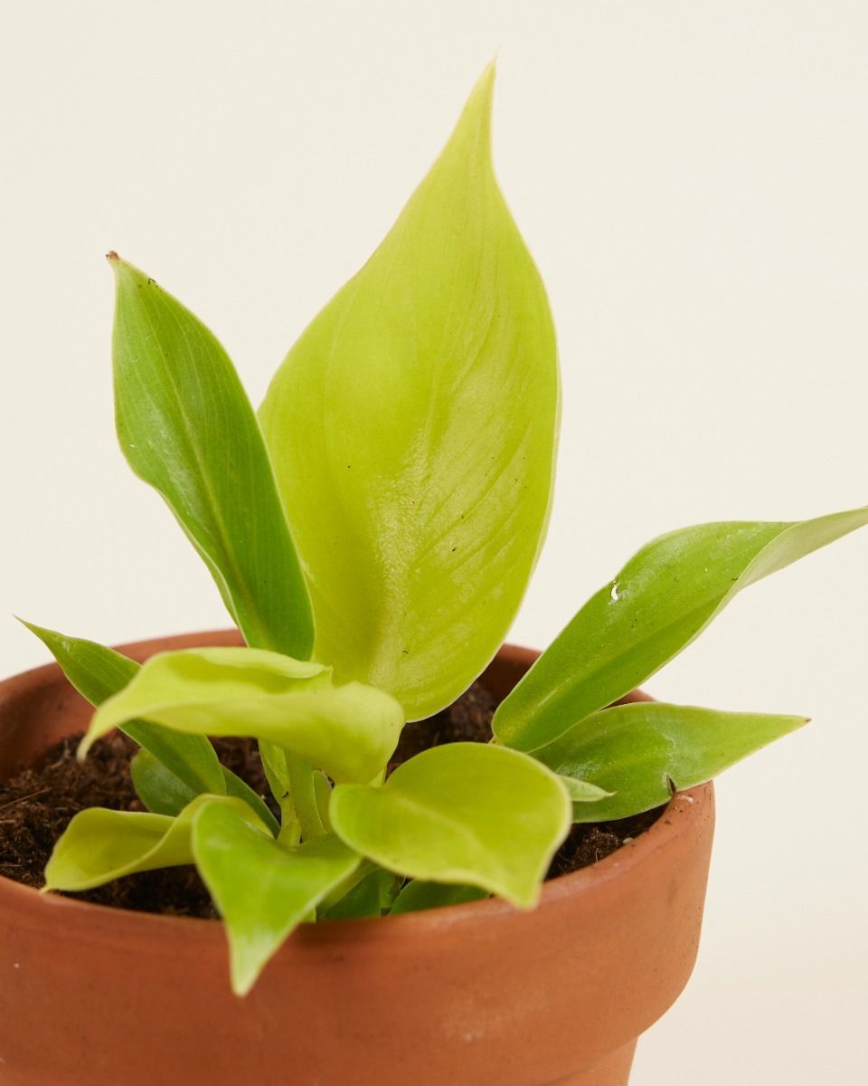 Baby Philodendron Baumfreund Moonlight