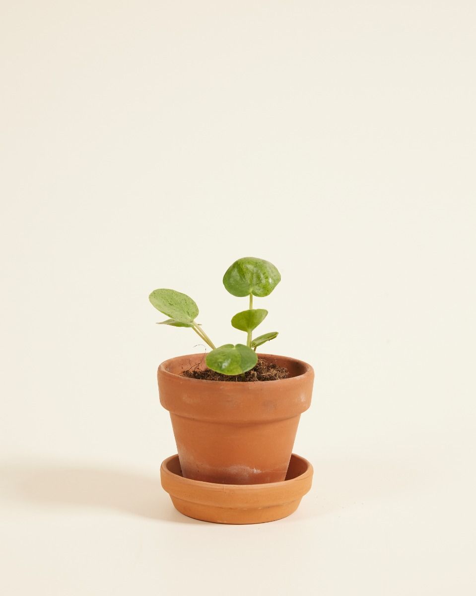 Baby Pilea Peperomioides Ufopflanze Mojito®