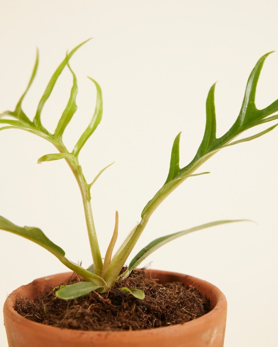 Baby Philodendron Baumfreund Tortum