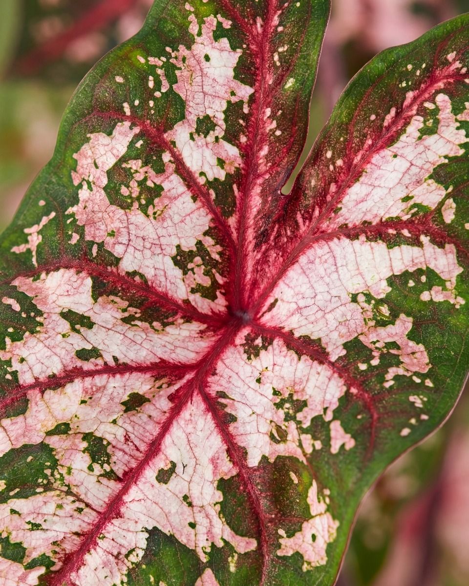 Baby Caladium Kaladie Caladium Tuber - Carolyn Whorton