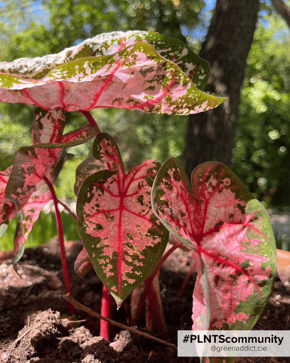 Baby Caladium Kaladie Caladium Tuber - Carolyn Whorton