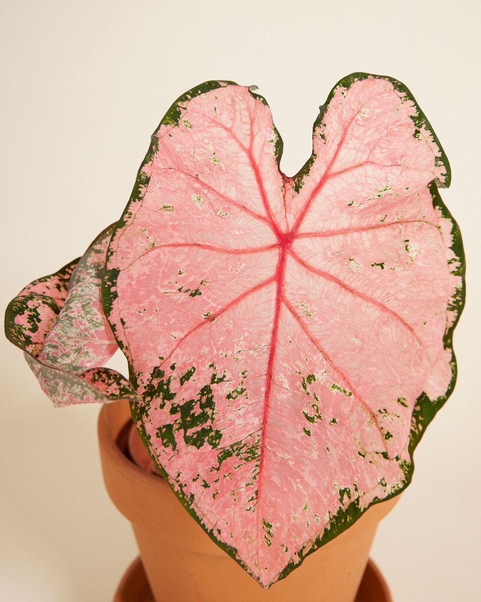 Baby Caladium Kaladie Caladium Tuber - Pink Beauty
