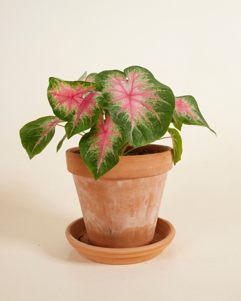 Baby Caladium Kaladie Caladium Tuber - Rosebud