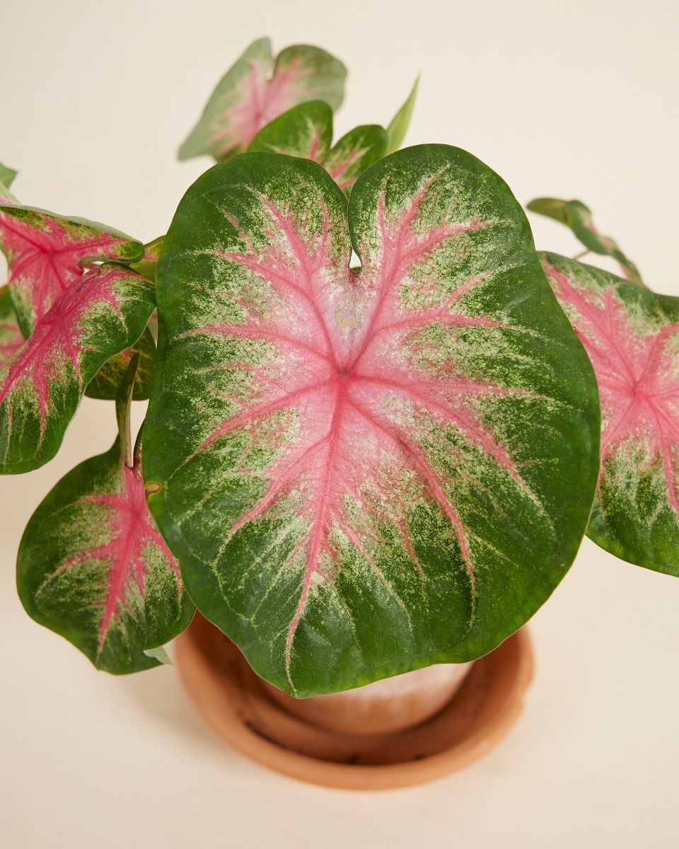 Baby Caladium Kaladie Caladium Tuber - Rosebud