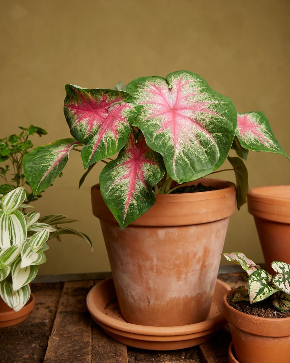 Baby Caladium Kaladie Caladium Tuber - Rosebud