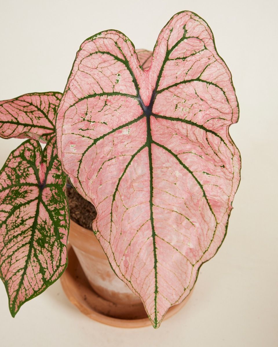 Baby Caladium Kaladie Caladium Tuber - Spring Fling