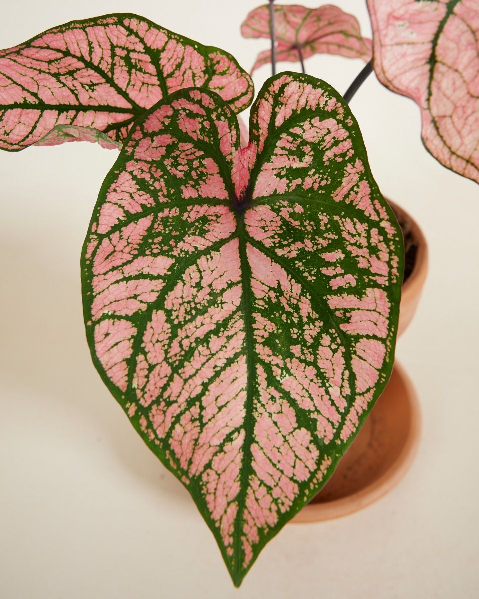 Baby Caladium Kaladie Caladium Tuber - Spring Fling