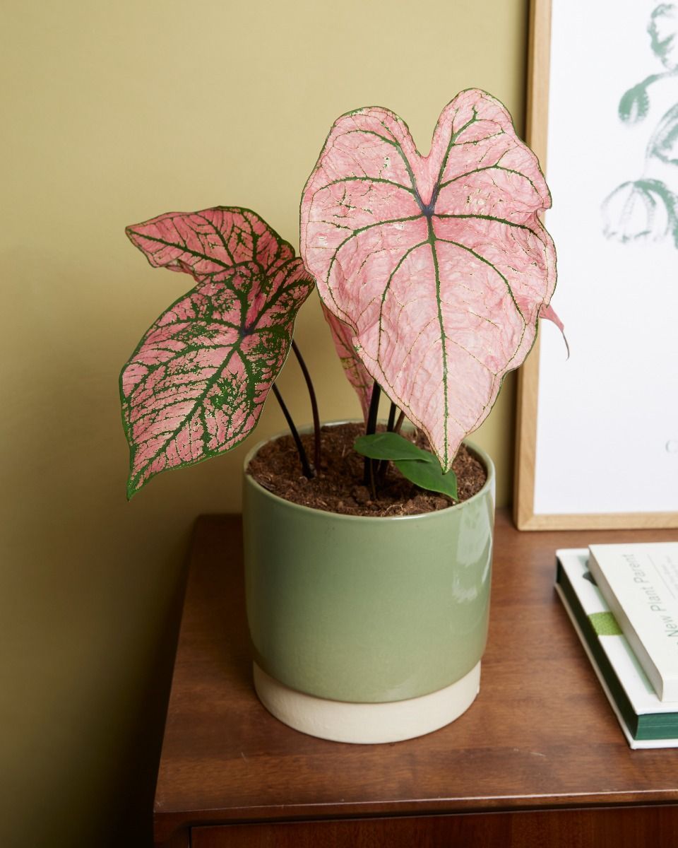 Baby Caladium Kaladie Caladium Tuber - Spring Fling