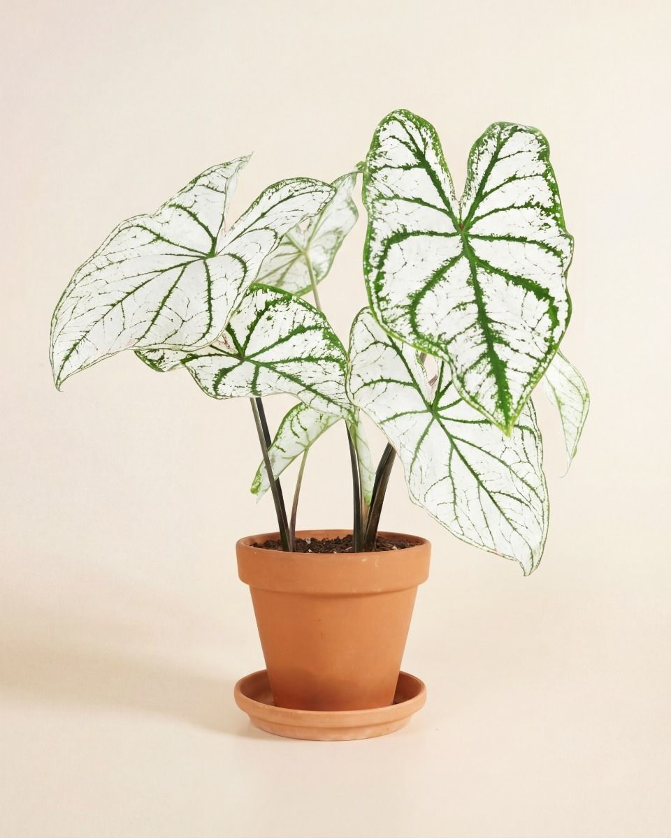 Baby Caladium Kaladie Caladium Tuber - White Christmas