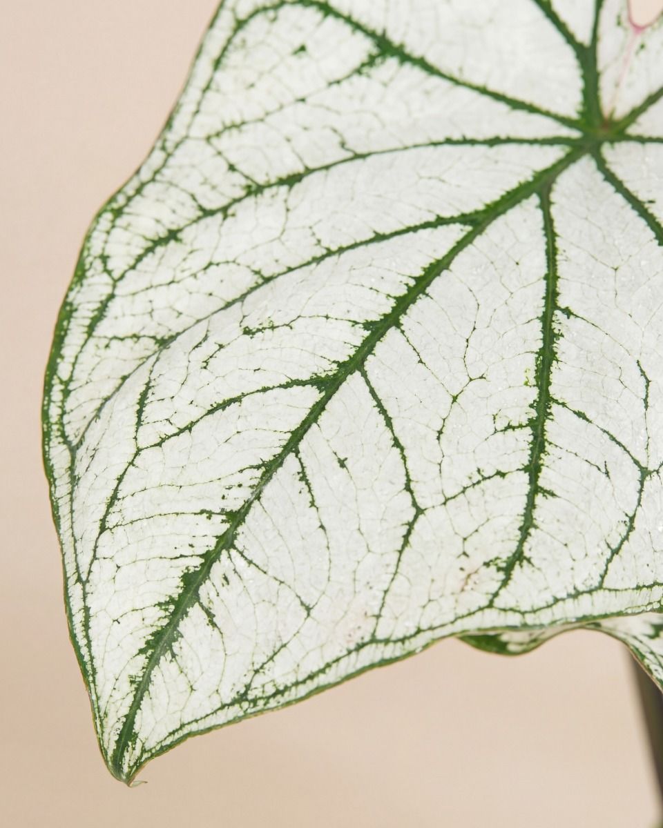Baby Caladium Kaladie Caladium Tuber - White Christmas